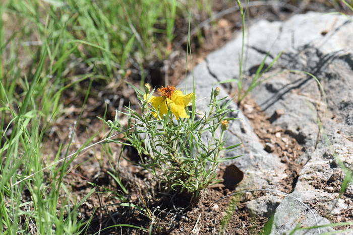 Rocky Mountain Zinnia prefers dry habitats, slopes, mesas, sandy and gravelly areas, disturbed areas, grasslands, prairies; limestone, calcareous and caliche soils. Zinnia grandiflora